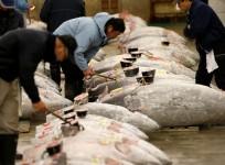 us mexico trade relationship, trump loses to mexico, us mexico tuna battle, tuna exports to us, mexican tuna