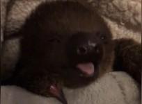 Adorable sleepy baby sloth showcased by Memphis Zoo