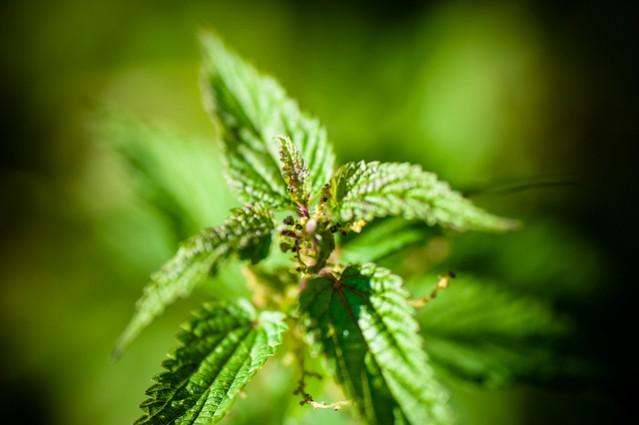 The plant has long been used as food as well as medicine Nettle