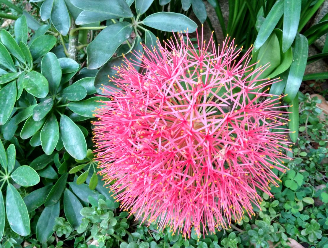 Xiaomi, Redmi 4A, review,launch,price,camera