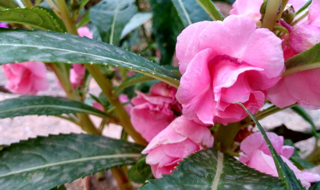 Xiaomi, Redmi 4A, review, camera, features