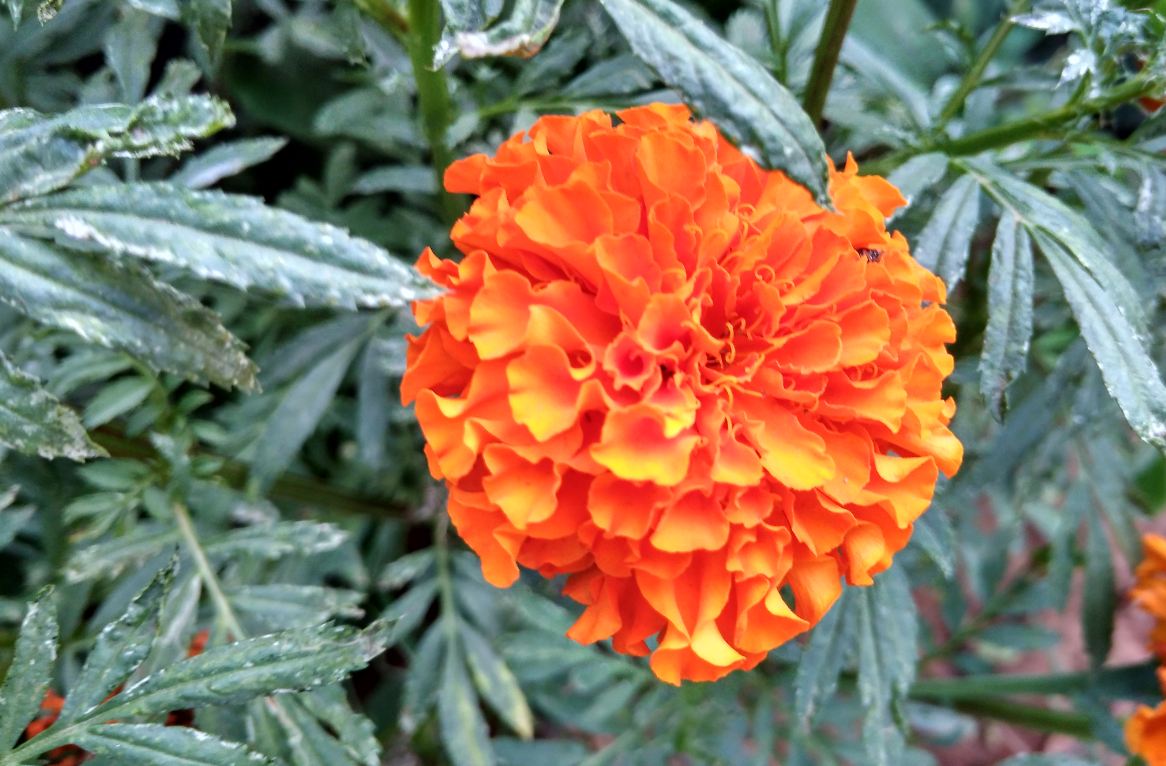 Xiaomi, Redmi 4A, review, camera, features