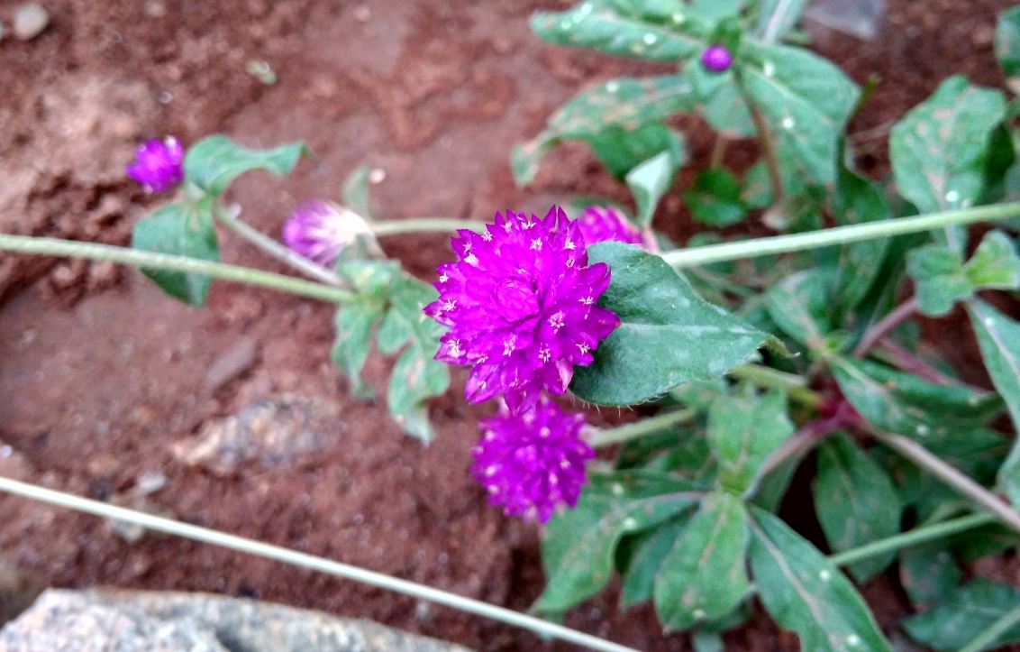 Xiaomi, Redmi 4A, review, price, launch, camera, features