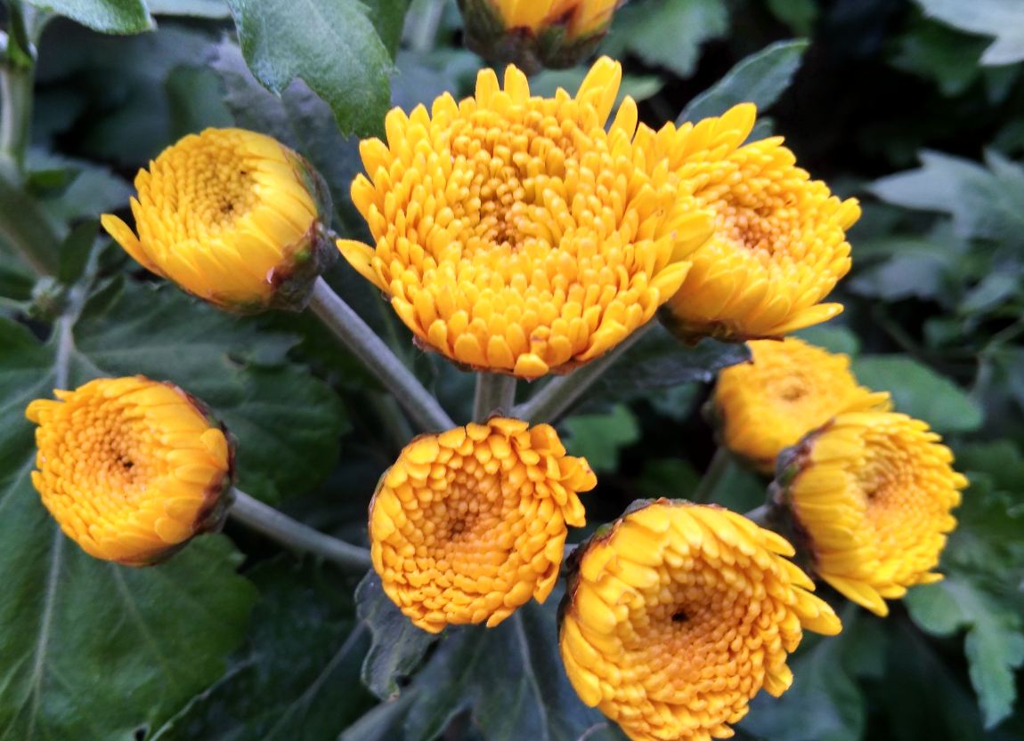 Xiaomi, Redmi 4A, review, camera, features, price, launch