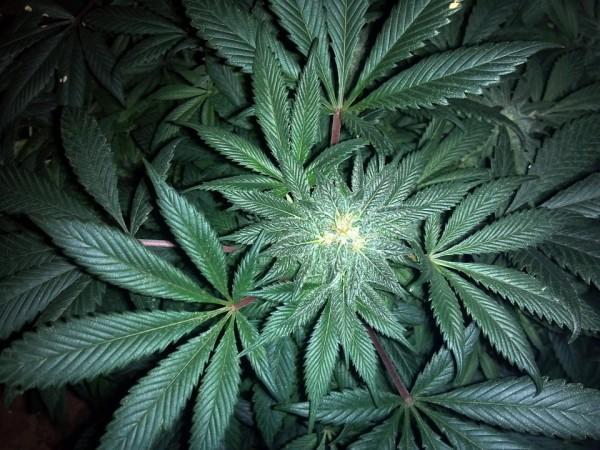 According to this study, edible marijuana could reduce the gut inflammation and provide insights regarding the link with the gut, brain and the immune system. marijuana, weed, type-1 diabetes, gut inflammation, health,