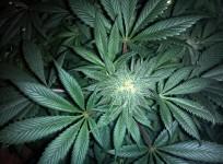 marijuana, weed, type-1 diabetes, gut inflammation, health,