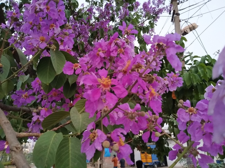 Shot on Vivo V5 Plus rear cam