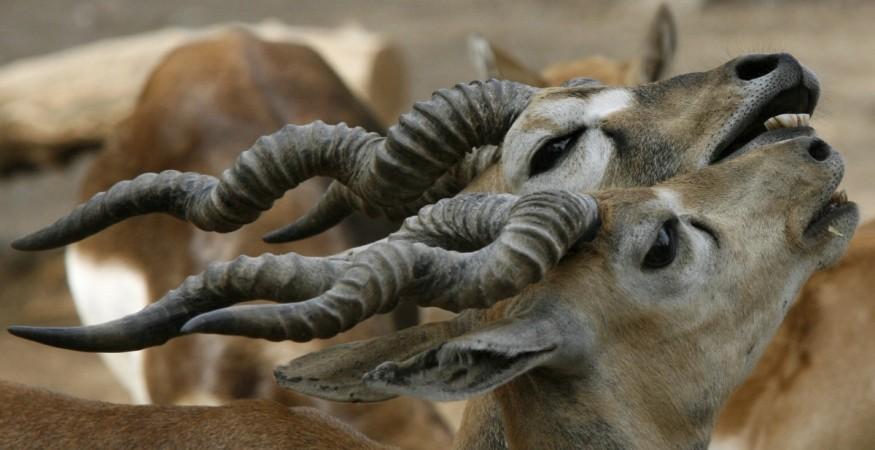 Blackbuck