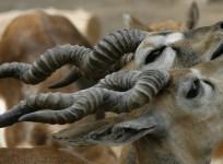 Blackbuck