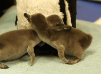 Eggs-tra special day for tiny penguins who hatched at London Zoo at Easter
