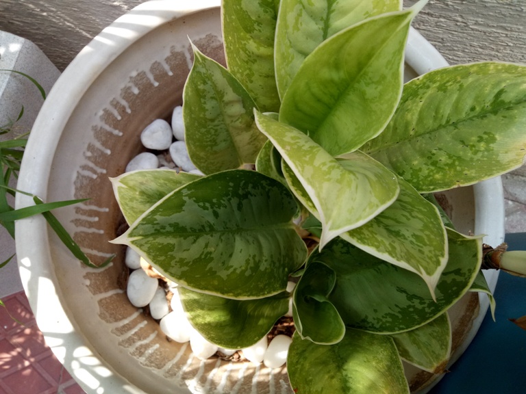 OPPO F3 Camera Review OPPO F3 Camera Review