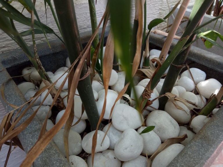 OPPO F3 Camera Review OPPO F3 Camera Review