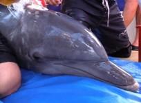Wild dolphins immune systems are failing because of ocean pollution