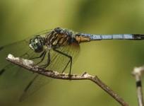 dragonfly, Female Common Hawker, death,