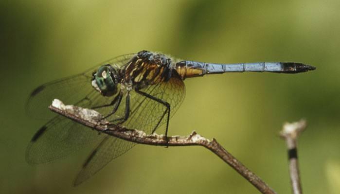 Female Common Hawker (Aeshna juncea) dragonfly, Female Common Hawker, death,