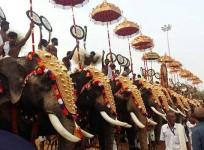Elephants at the Thrissur Pooram festival