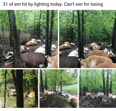 mass animal deaths, mystery, alien, weird news, cows,