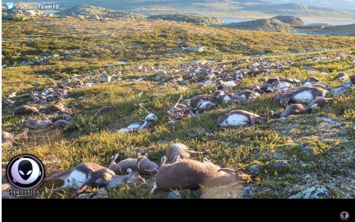 Mass animal deaths, mysterious, alien,