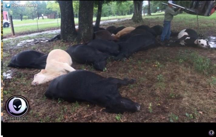 mass animal deaths, mystery, alien, weird news,