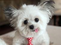 Norbert, therapy dog, cute,