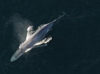 Blue Whale