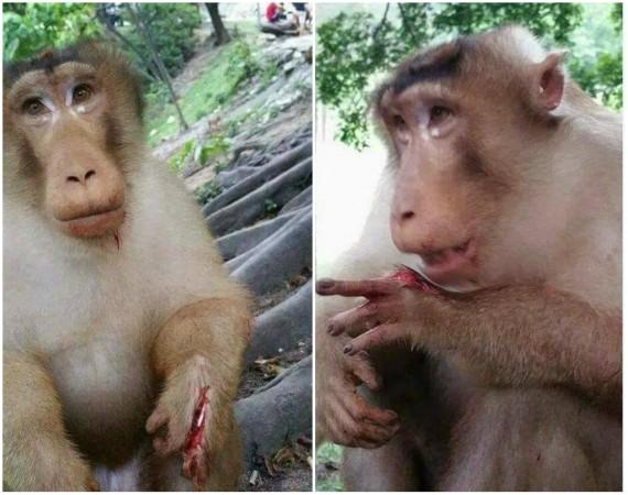 monkey harmed