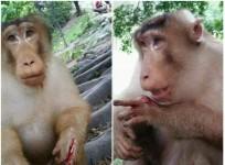 monkey harmed