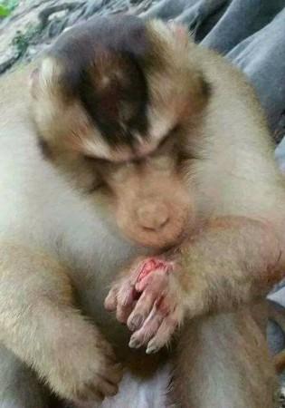 monkey harmed monkey harmed