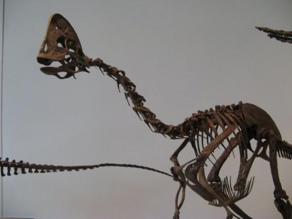 oviraptorosaur, dinosaur, new species, China, discovered,