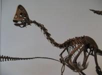 oviraptorosaur, dinosaur, new species, China, discovered,
