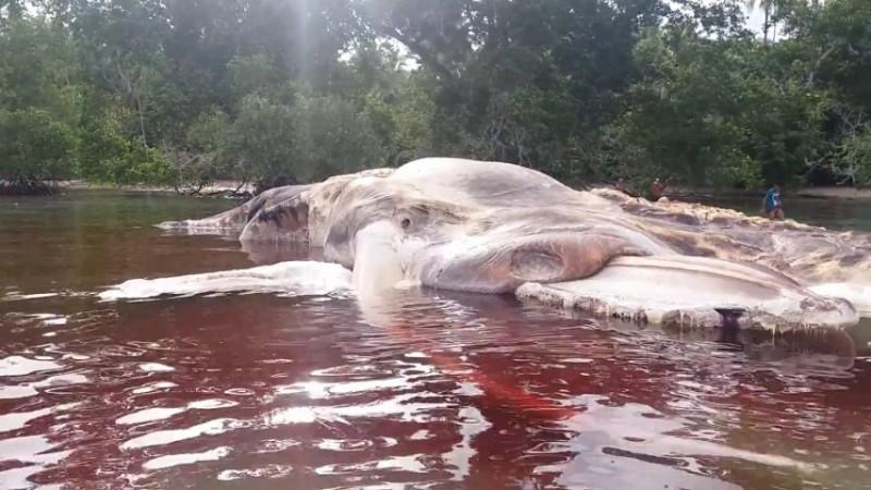 Giant mysterious sea creature washed up and bleeding on Indonesian shore Watch giant mysterious sea creature washed up and bleeding on Indonesian shore
