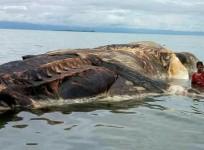 mystery, marine creature, weird, dead,