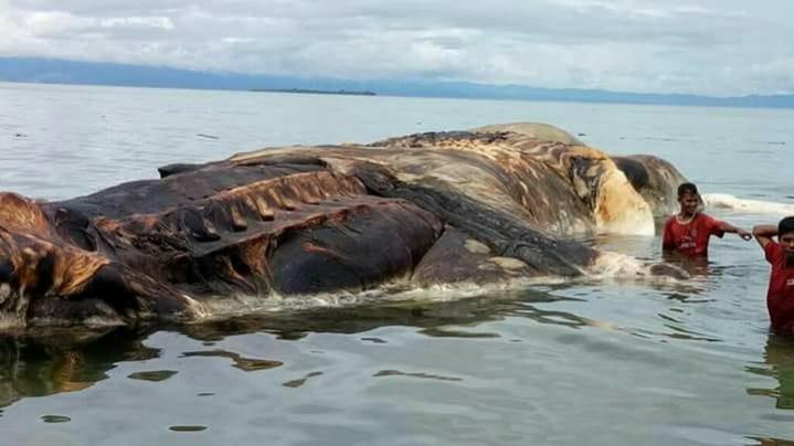 mystery, marine creature, weird, dead,