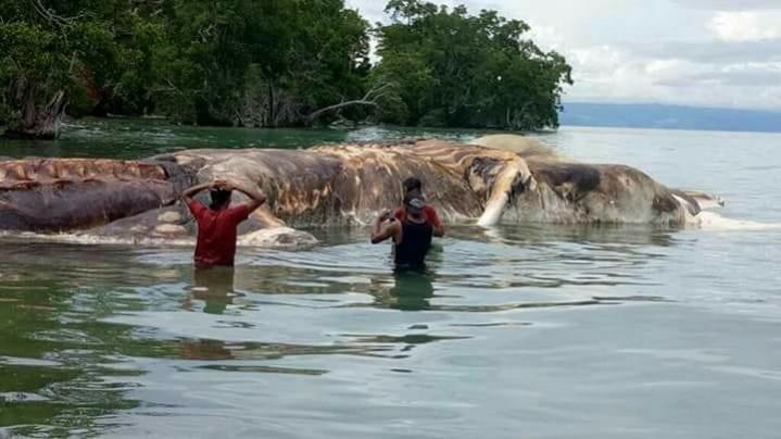 mystery, marine creature, weird, dead,