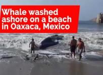 Volunteers rescue whale that beached Itself in Mexico