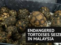 Hundreds of smuggled endangered tortoises seized at Malaysian airport