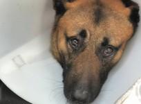 Police dog takes bullet for partner in Florida robbery
