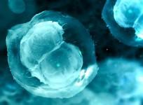 fertility, 3D printed ovary, ovary, reproduction, pregnancy, health,