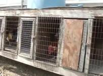 Detectives seize largest cache of fowl used in illegal cockfighting in U.S. history