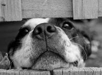 dog, death sentence, Pakistan, Punjab province, weird,