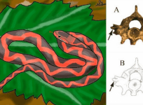 fossil, snake, new species, discovered,