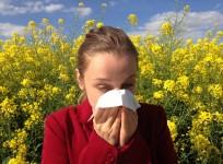 pollen allergy, sinus, asthma, nasal allergies, allergy, health,