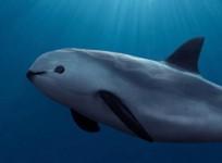 vaquita, marine mammal, extinction, endangered, environment,