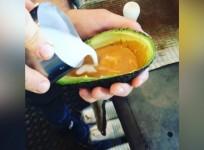 Avolattes take internet by storm in newest hipster craze
