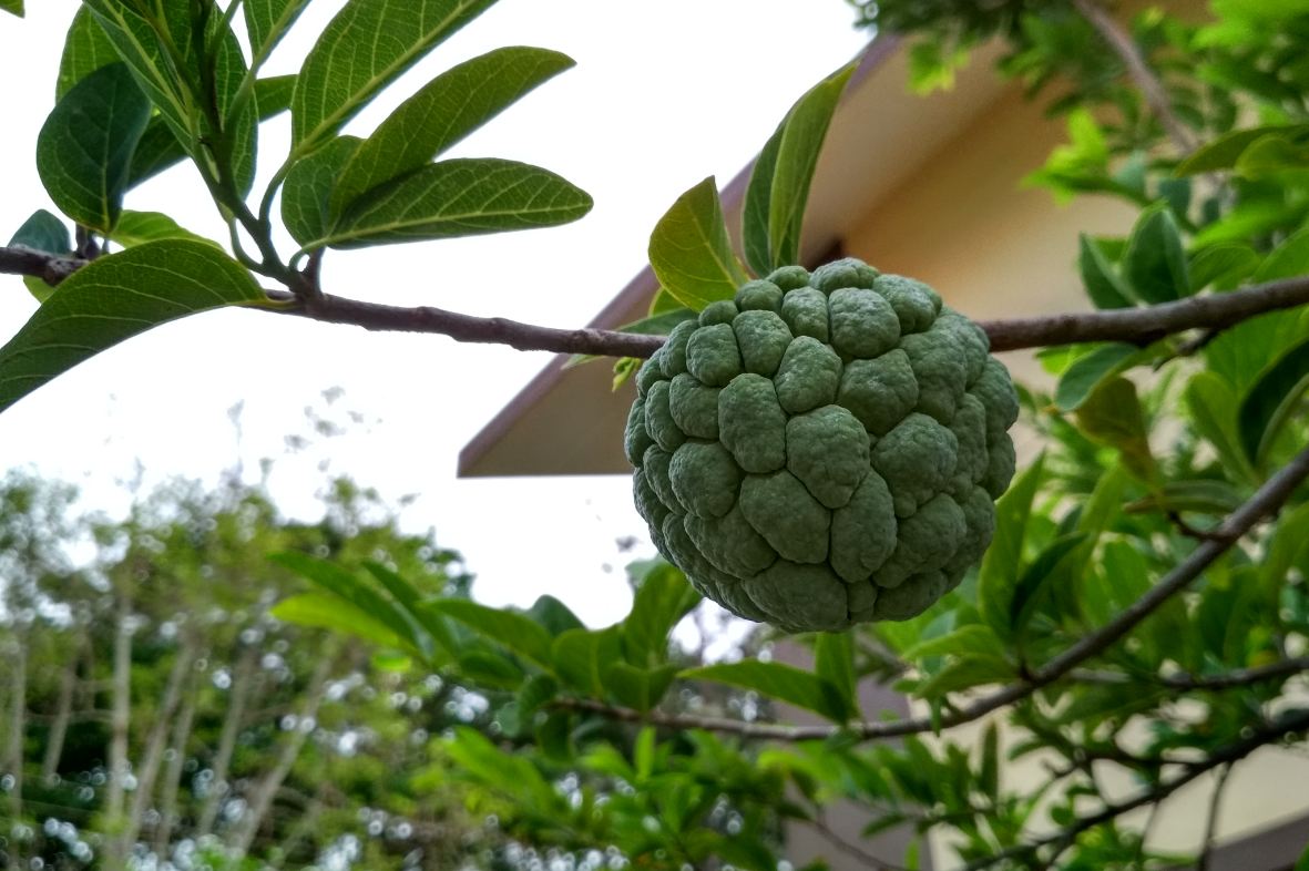 Xiaomi, Redmi 4 camera sample,