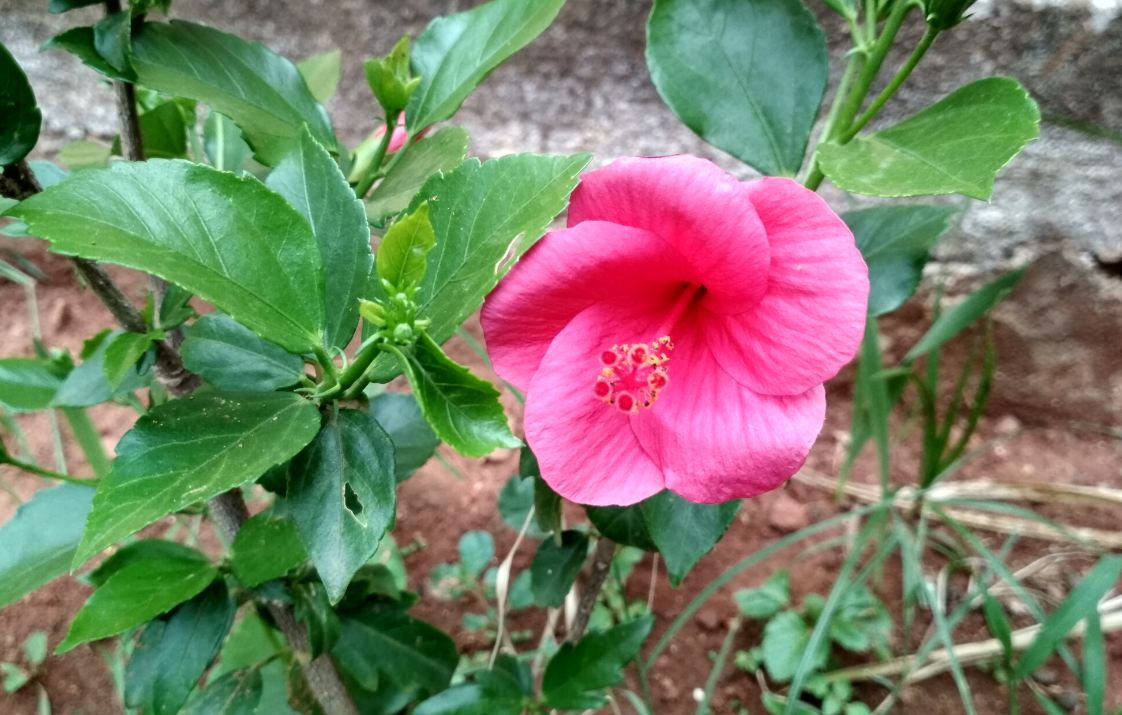 Xiaomi, Redmi 4, camera, features, specs