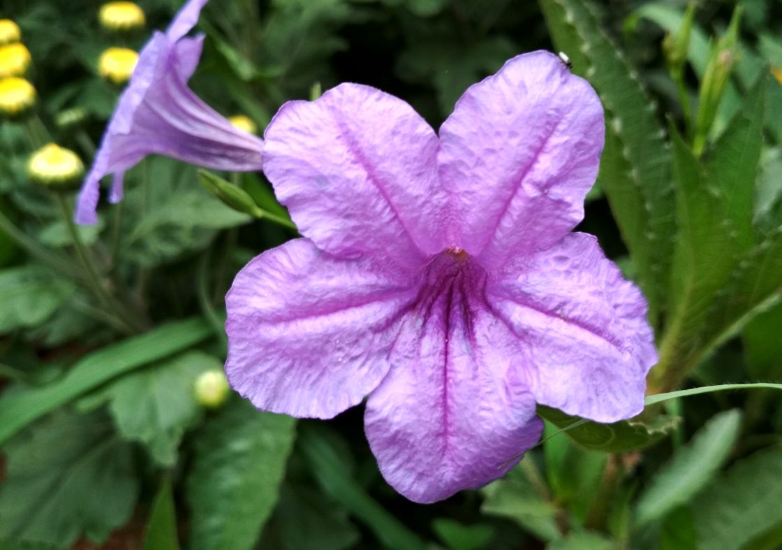 Xiaomi, Redmi 4, camera, sample, features, specs