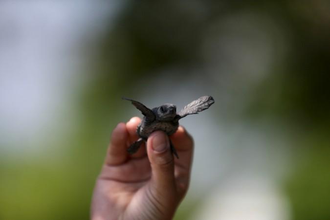 Turtle, microwaves turtle