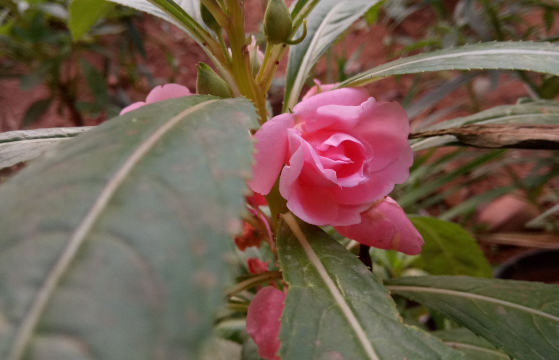 Gionee A1, camera, review, price, features,launch,India