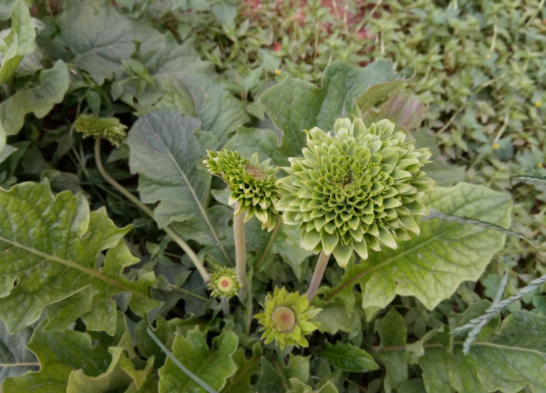 Gionee A1, camera, review, price, features,launch,India